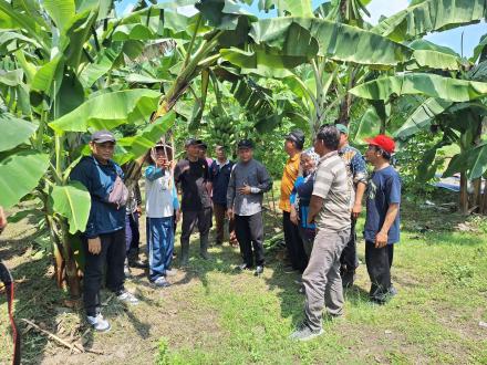 Petani Bangunharjo Panen Pisang Raja dan Kepok, Langsung Diborong Pembeli